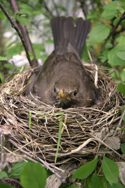 クロウタドリの巣 — ストック写真