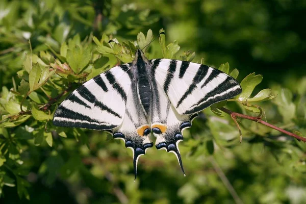 Iphiclides Podalirius Butterfly Насекомое Зеленом Саду — стоковое фото