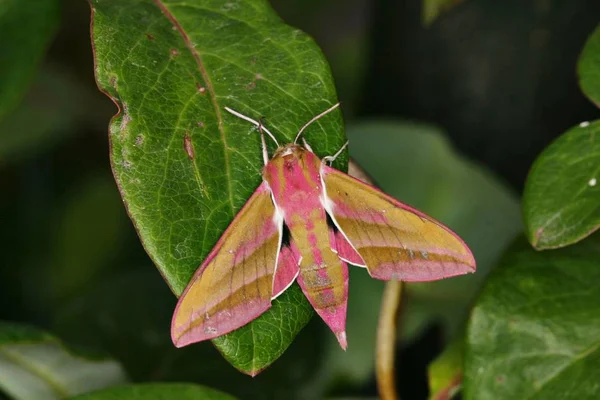 Deilephila Elepenor Πεταλούδα Κάθεται Στο Φύλλο Πράσινο Γρασίδι — Φωτογραφία Αρχείου