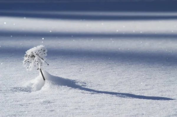 Lite Gran täckt med snö — Stockfoto