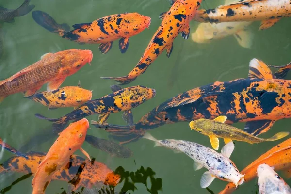 池で金魚の生息地を泳ぐ — ストック写真