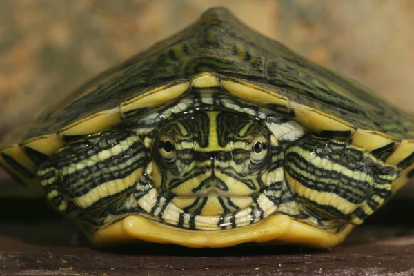 Tartaruga Trachemys Scripta Scripta — Fotografia de Stock