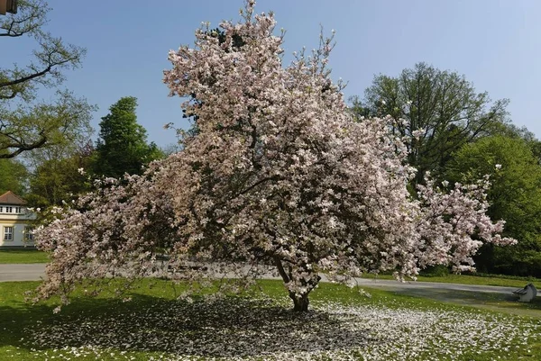 Virág Virágzik Magnólia Magnolia Magnoliaceae — Stock Fotó