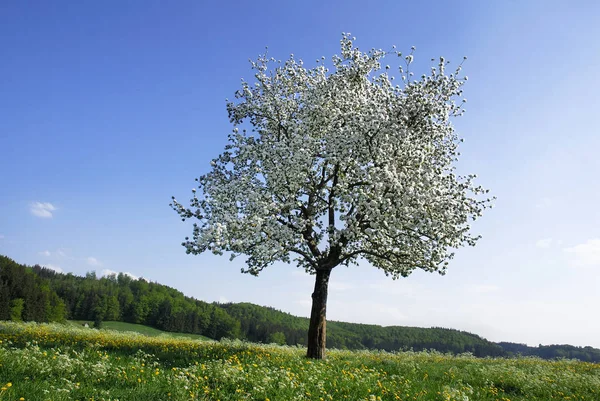 Цветущее Дерево Лугу — стоковое фото