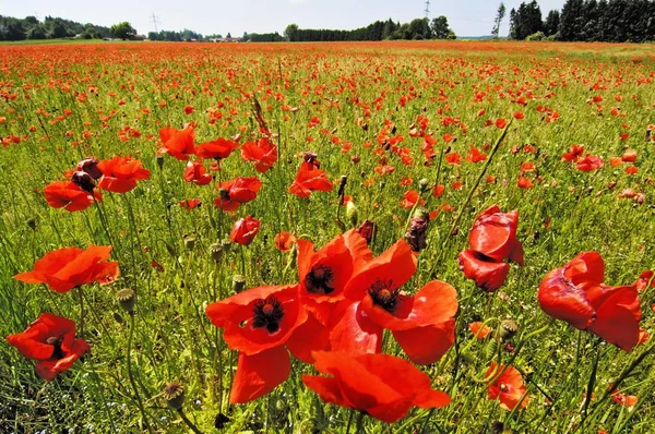 Somniferum kwiaty w zielony łąka — Zdjęcie stockowe