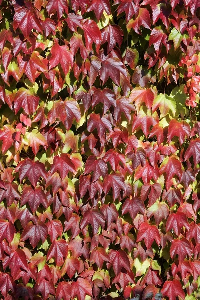 Piros borostyán levelek — Stock Fotó