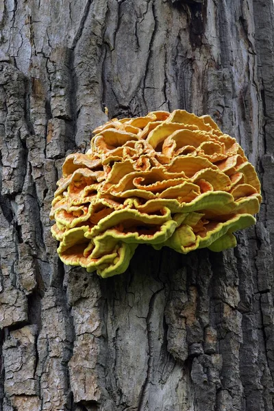 Mushrooms Sulphur Polypore Laetiporus Sulphureus — Stock Photo, Image