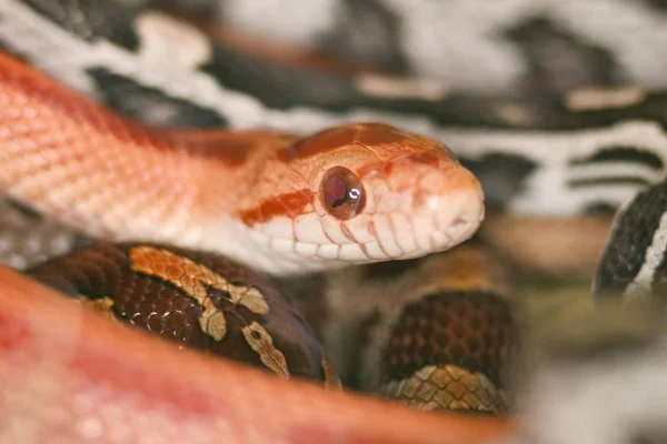 Primer Plano Pantherophis Guttatus Naturaleza — Foto de Stock