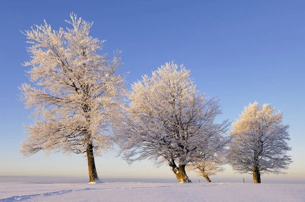 Fagus Sylvatica Bomen Sneeuw Landschap Bos Winterseizoen — Stockfoto