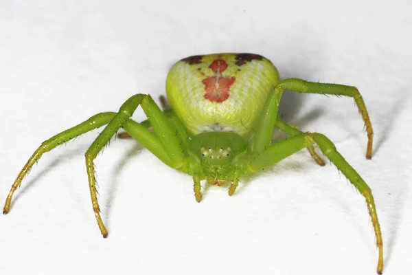 Misumena Vatia Spider Студии — стоковое фото
