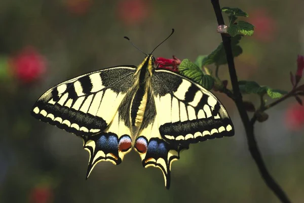 Iphiclides Podalirius Borboleta Inseto Sentado Mato — Fotografia de Stock