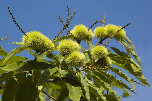 Kastanien Castanea Sativa Mill Auf Einem Baum — Stockfoto