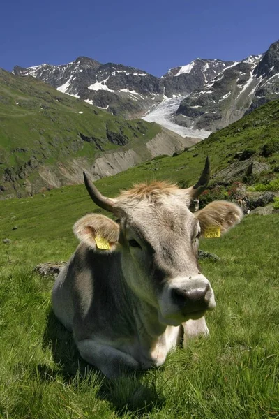 Krávy Pastvinách Letní Sezóny Horách — Stock fotografie