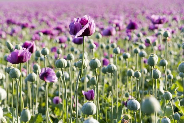 close up of blooming purple Poppy field