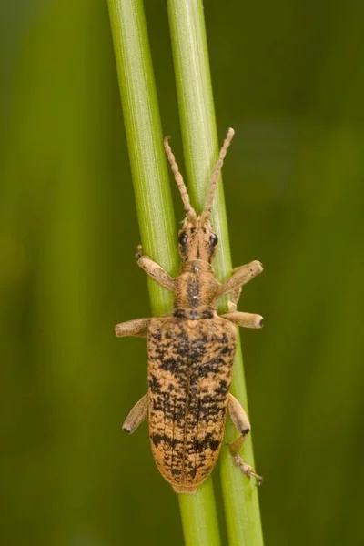 Rhagium Sycophanta Yeşil Çimenlerin Üzerinde — Stok fotoğraf