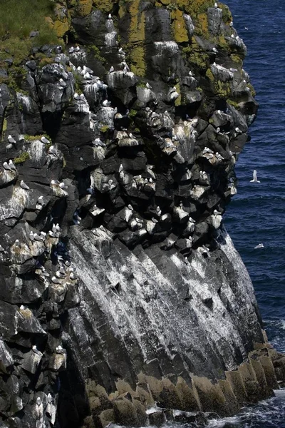 岩石与趾 繁殖的殖民地在冰岛的火山的海岸 — 图库照片