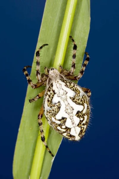 Aculepeira Ceropegia Araña Sobre Hierba — Foto de Stock