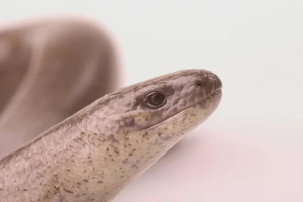 Слепой Червь Anguis Fragilis Snake Изолирован Студии — стоковое фото
