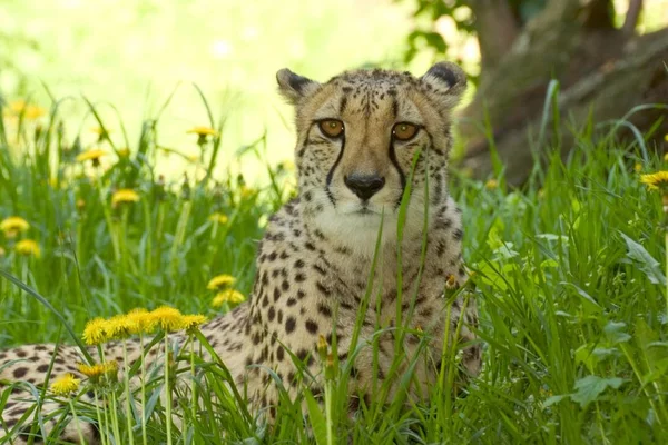 Cheetah Acinonyx Jubatus Gato Selvagem Deitado Grama Verde — Fotografia de Stock