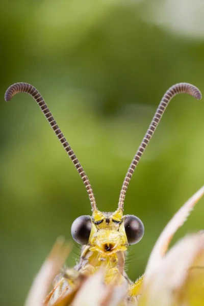 Volwassen Mierenleeuwen Euroleon Nostras Groen Gras — Stockfoto