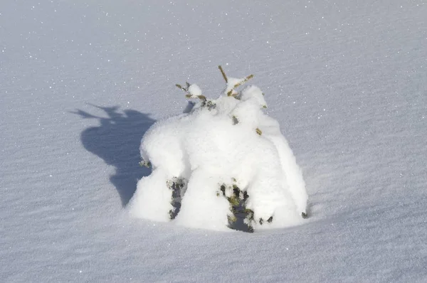 Pequeno abeto coberto de neve — Fotografia de Stock