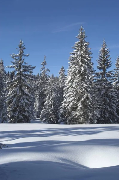 Snötäckta kvistar i vinter skog — Stockfoto