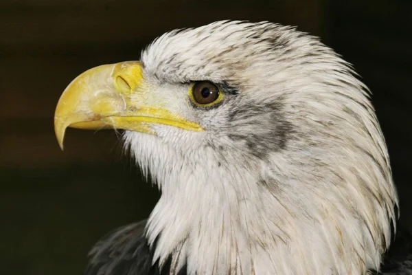 Haliaeetus Leucocephalus Bird Águia Careca — Fotografia de Stock