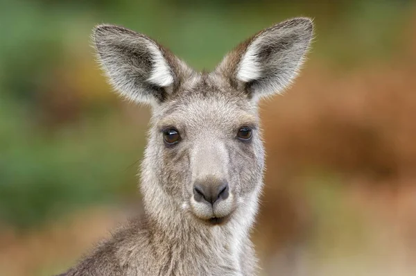 Сірий Кенгуру Macropus Fuliginosus Австралія Океанія — стокове фото