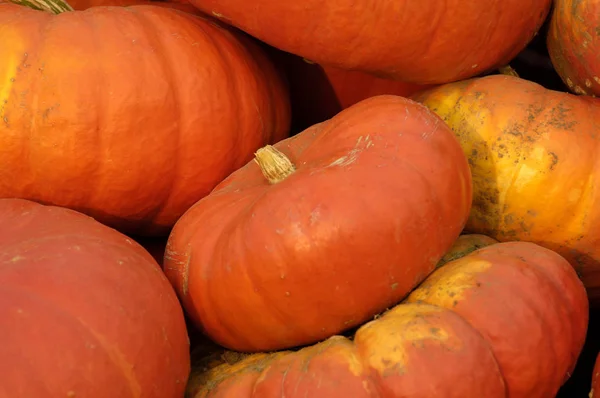 Close Van Pumpkin Cucurbita — Stockfoto