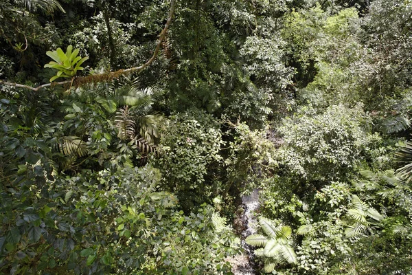 Bosque Lluvioso Vista Desde Los Puentes Colgantes Del Arenal Costa —  Fotos de Stock