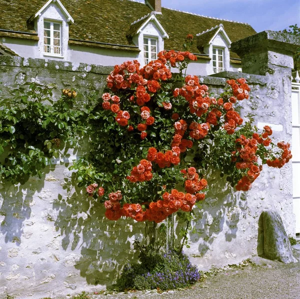 Cour Sur Loire North Blois France Rose Tree Climbing Wall — Stock Photo, Image