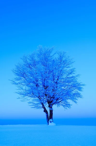 山毛榉 Sylvatica 树在雪风景 冬天季节 — 图库照片