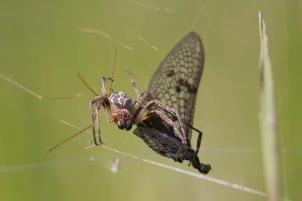 Ragno Del Giardino Araneus Diadematus — Foto Stock