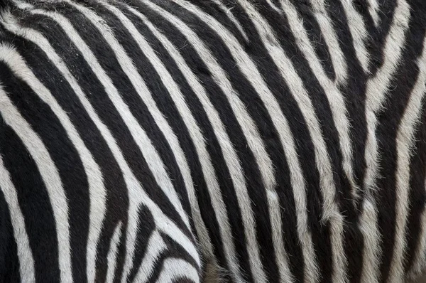 Zebra Futro Skóra Szczegółowo — Zdjęcie stockowe