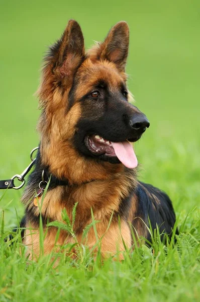 Alsatian Lying Grass — Stock Photo, Image