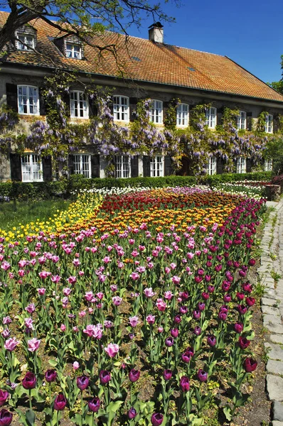 Garden with Tulips flowers near house, Bavaria, Germany, Europe