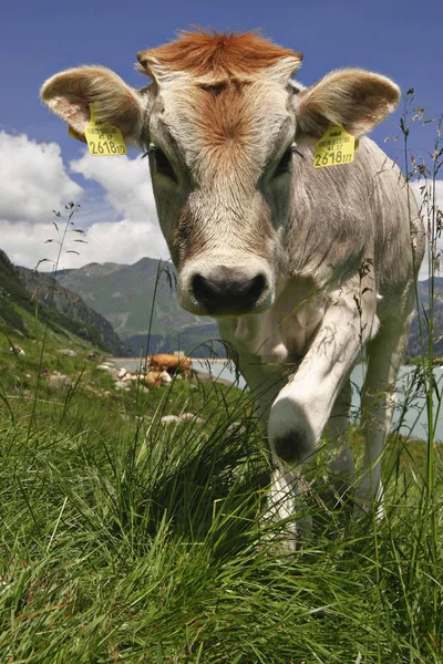 Jonge Koe Een Een Weide Wandelen Veld — Stockfoto