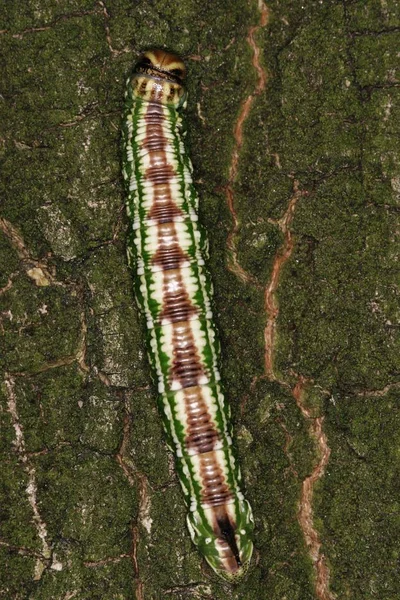 Pine Hawk Moth Hyloicus Pinastri — стоковое фото