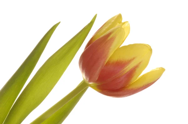 Eine Einzige Tulpenblüte Rote Oder Gelbe Tulpen Isoliert Auf Weiß — Stockfoto