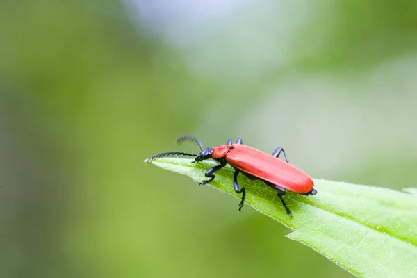 Pyrochroa Coccinena Bug Red Headed Insect — Stock Photo, Image