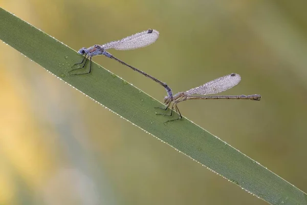 Смарагд Рівнокрилі Бабки Lestes Sponsa — стокове фото