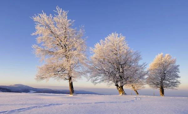 Fagus Sylvatica Árboles Bosque Paisaje Nieve Temporada Invierno — Foto de Stock