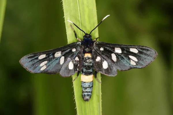 Amata Phegea Schmetterling Auf Grünem Gras — Stockfoto
