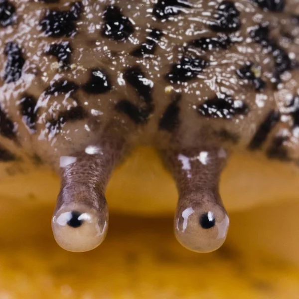 Close-up de Leopard Slug — Fotografia de Stock