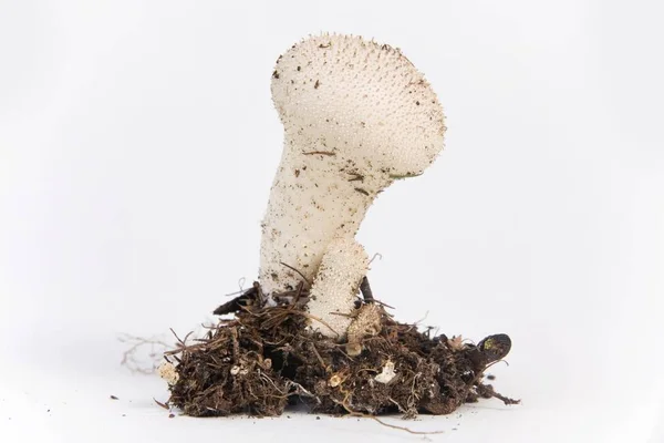 Balle Poche Commune Lycoperdon Perlatum — Photo