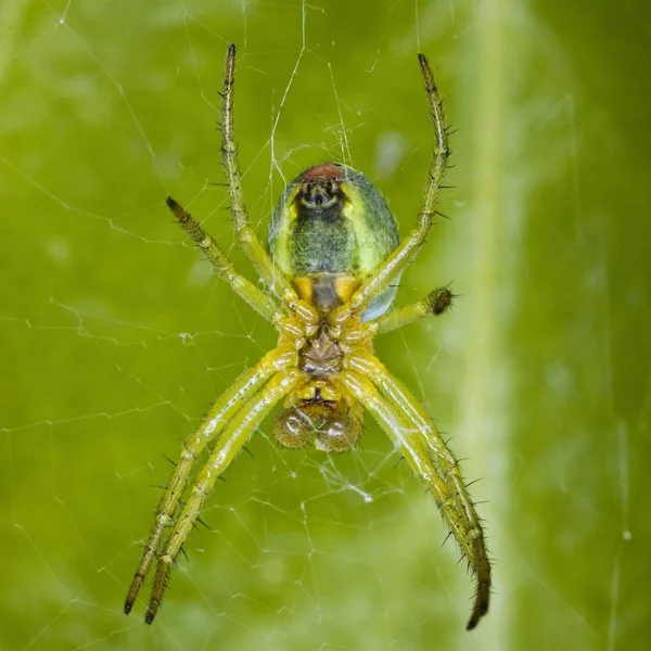 Araña Verde Pepino Araniella Cucurbitina —  Fotos de Stock