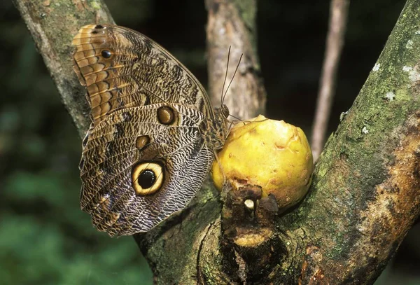 Detailní Záběr Giant Sova Zlatě Lemovaná Sova Butterfly Caligo Uran — Stock fotografie