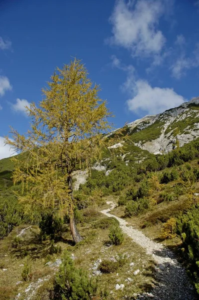 Manier Van Halleranger Alm Suntiger Bergen Karwendel Tirol Oostenrijk Europa — Stockfoto