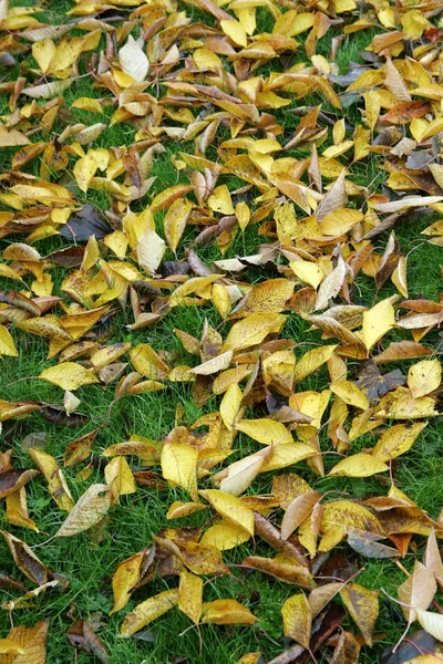 Cerejeira Folhas Outono Deitado Grama Prunus Avium — Fotografia de Stock