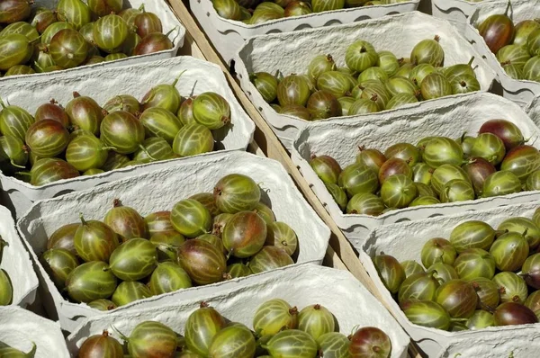 Freshly Picked Green Gooseberries Baskets — Stock Photo, Image